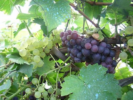 Vendanges...